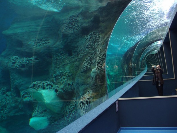  aquariums 