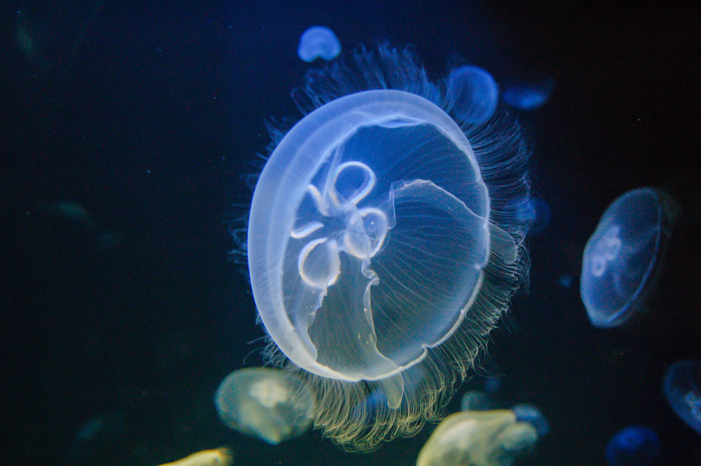 cretaquarium