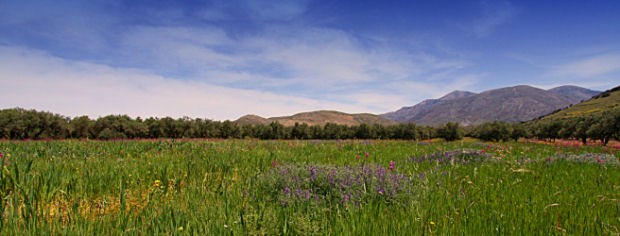 Primavera a Creta 