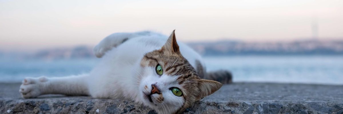 Foto di un gatto randagio con occhi verde smeraldo.