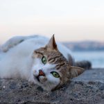 Foto di un gatto randagio con occhi verde smeraldo.