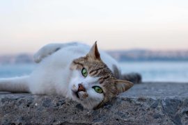 Foto di un gatto randagio con occhi verde smeraldo.