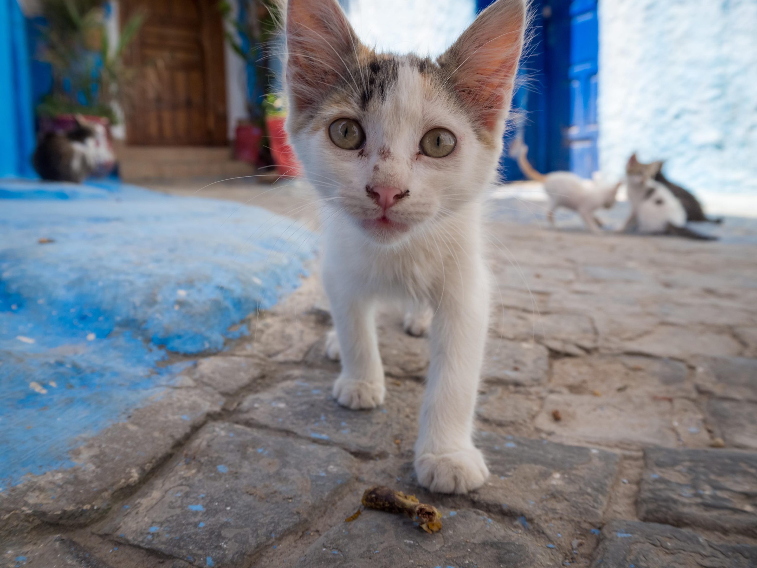 Simpatico gatto randagio che cammina per le strade.